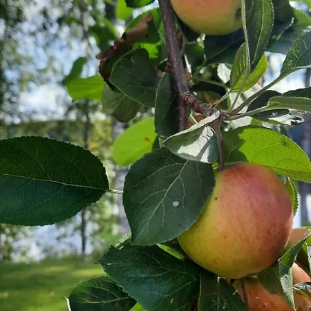 Apartmán Oulujoen Onni *